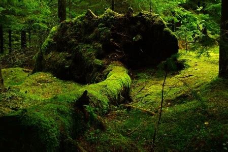 Mossy Definition & Meaning .